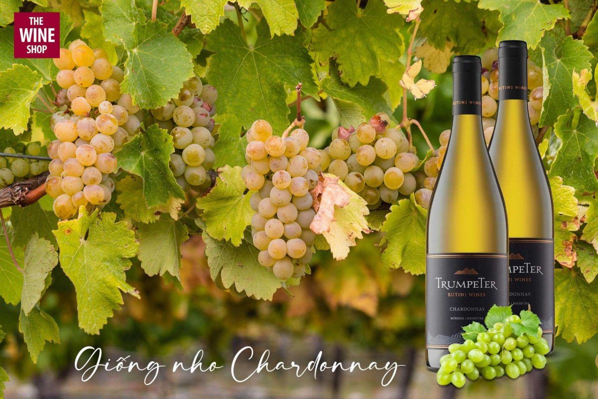 Rượu vang Trumpeter Chardonnay được ủ men từ giống nho Chardonnay
