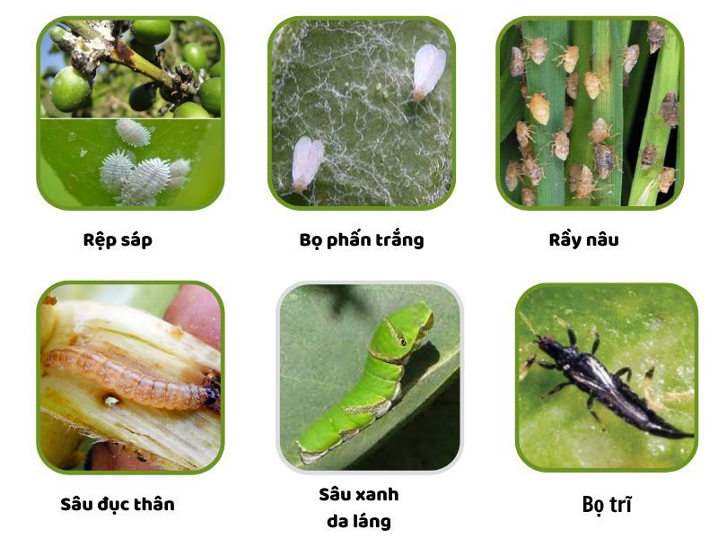 Hinh-anh-mot-so-sau-bo-hoat-chat-thiamethoxam-dac-tri..jpg