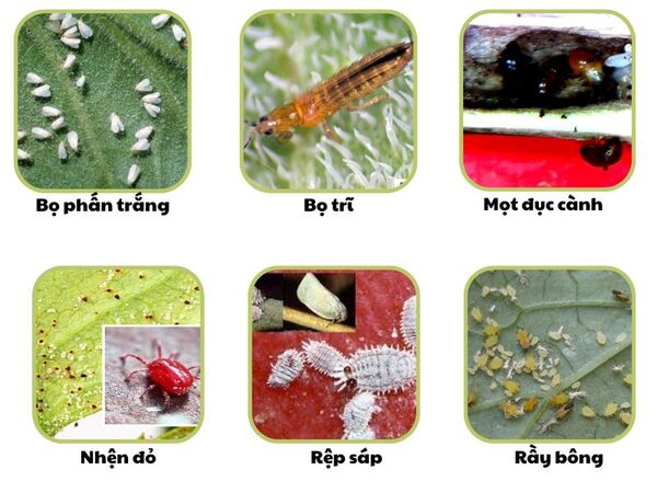 Hinh-anh-mot-so-sau-benh-hoat-chat-Buprofezin-dac-tri.jpg