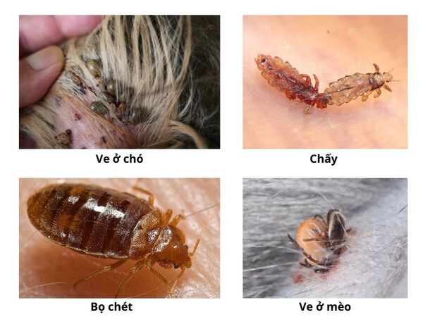 Anh-mot-so-ky-sinh-trung-ben-ngoai-o-vat-nuoi-ma-hoat-chat-Nitenpyram-dac-tri.jpg