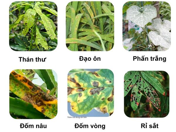 Hinh-anh-mot-so-sau-benh-hai-hoat-chat-Azoxystrobin-dac-tri.-1.jpg