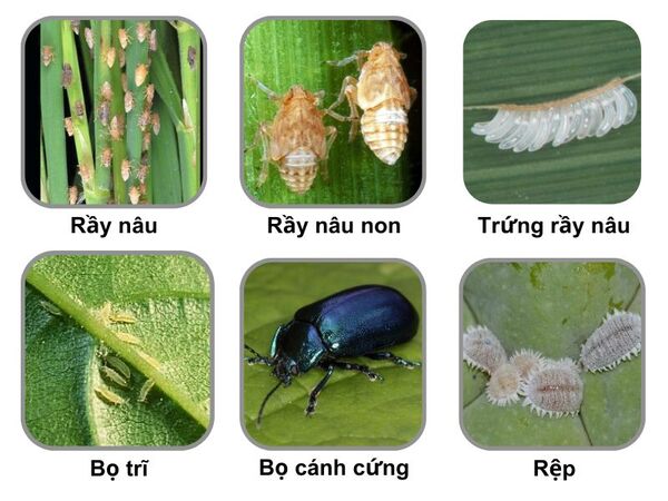 anh-mot-so-sau-benh-ma-hoat-chat-Nitenpyram-dac-tri-trong-nong-nghiep.jpg