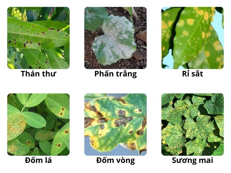 hinh-anh-hoat-chat-chlorothalonil-dac-tri-mot-so-sau-benh.jpg