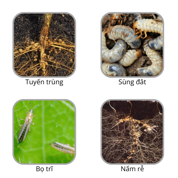 Anh-mot-so-sau-benh-ma-thuoc-tru-sau-bon-goc-dac-tri.png
