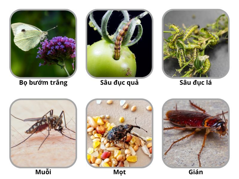 Anh-mot-so-con-trung-gay-hai-ma-thuoc-tru-sau-xong-hoi-dac-tri.jpg