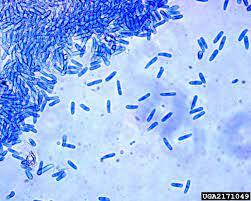 Anh-nam-Colletotrichum-gloeosporioides-gay-ra-benh-than-thu-o-cay-thanh-long.jpg