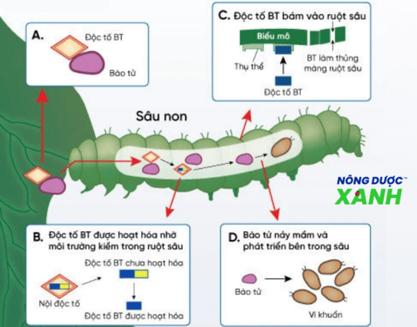 dung-vi-sinh-dieu-che-thuoc-tru-sau-sinh-hoc.png