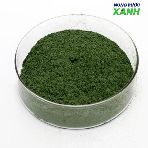 chiet-xuat-nam-metarhizium-anisopliae-lam-thuoc-tru-sau.jpg