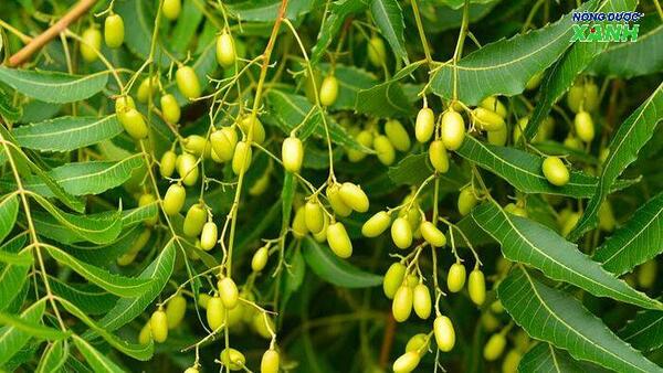 la-neem-dung-de-dieu-che-thuoc-tru-sau.jpg
