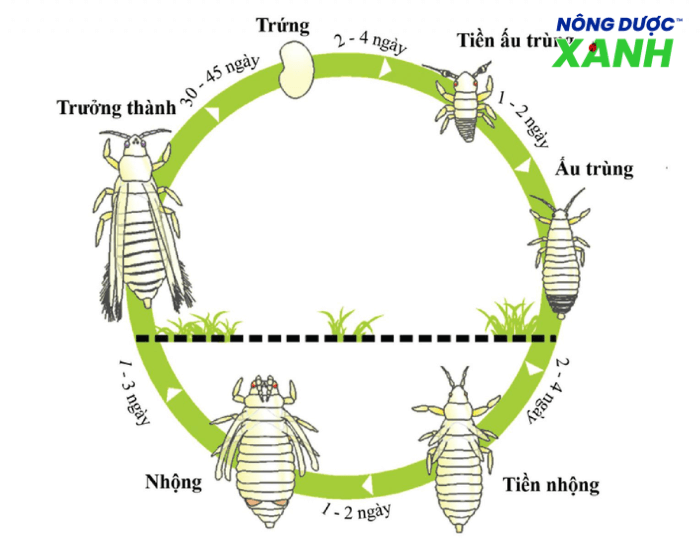 vong-doi-cua-bo-tri-1.png