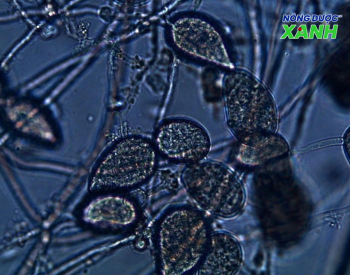 nam-phytophthora-la-mam-benh.png