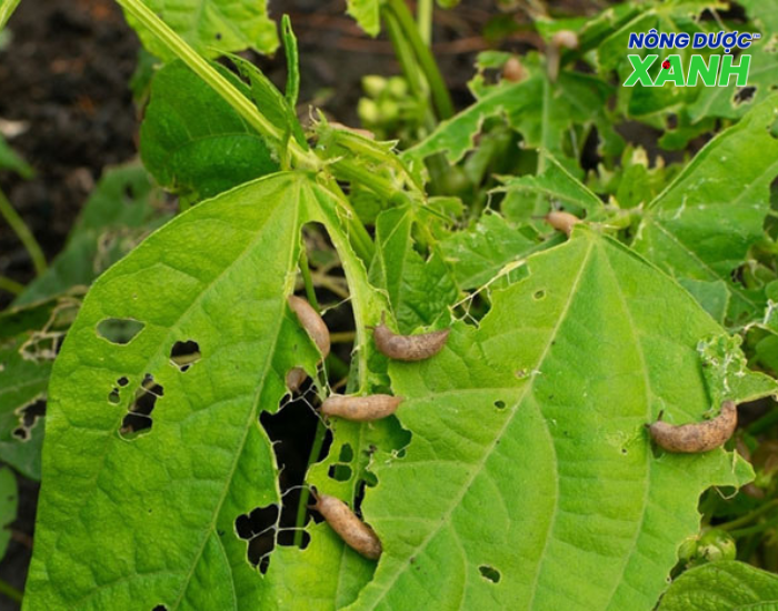 thuoc-tru-sau-giup-tieu-diet-sau-bo-gay-hai.png