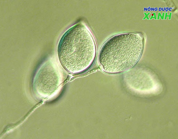 dac-diem-cua-nam-phytophthora-12.39.39.png
