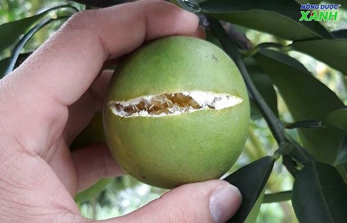 nang-suat-cay-trong-suy-giam-khi-cay-co-mui-bi-loet.jpg