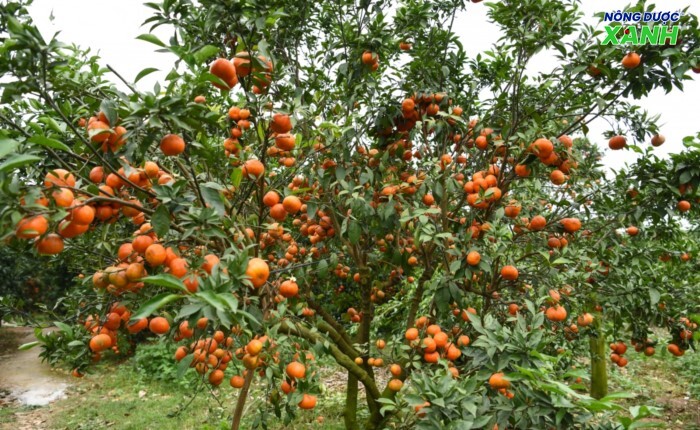 thong-gio-anh-sang-du-trong-vuon-giam-nguy-co-phat-trien-cua-benh.jpg