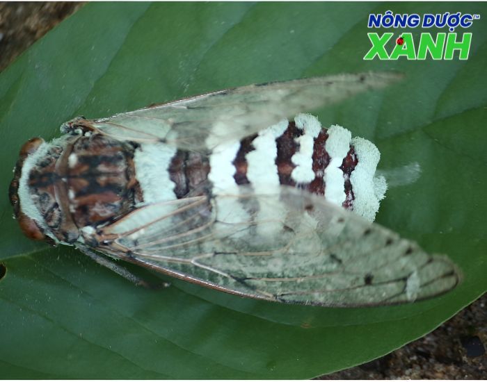 nam-metarhizium-anisopliae-ky-sinh-con-trung.jpg