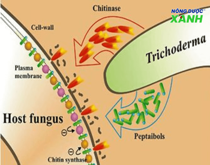 trichoderma-pha-huy-mang-te-bao-vi-khuan.png