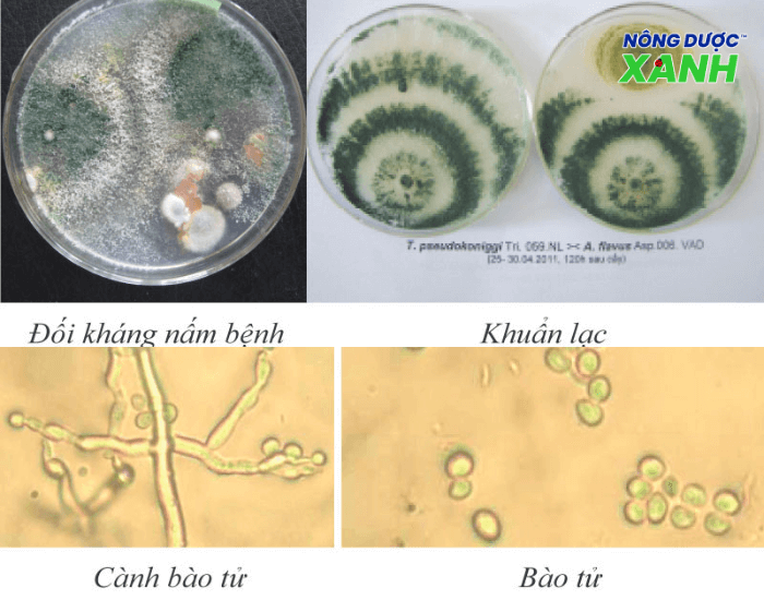 nam-doi-khang-trichoderma.png