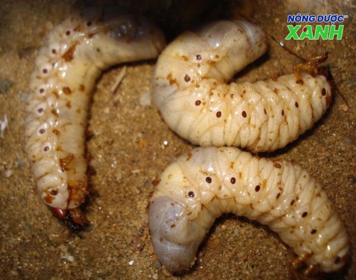 sung-dat-gay-hai-cho-cay-trong.jpg
