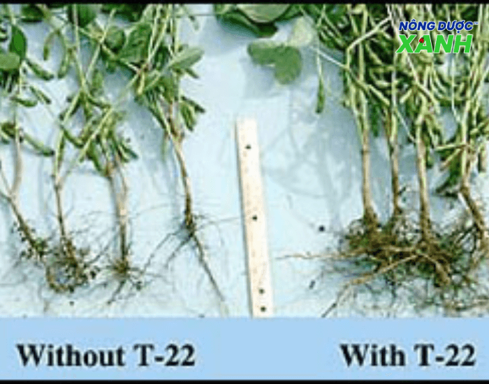 re-cay-ngo-va-dau-nanh-phat-trien-manh-khi-co-nam-trichoderma-harzianum-t22.png