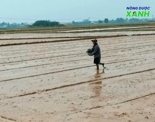 san-phoang-ruong-tranh-dong-nuoc.png