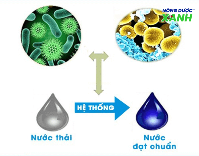 ung-dung-che-pham-sinh-hoc-trong-xu-ly-nuoc-thai.png
