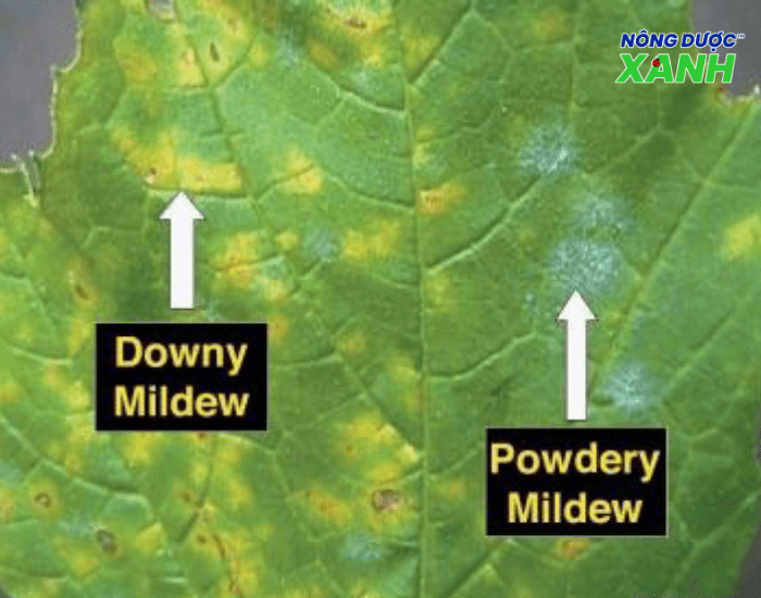 bieu-hien-benh-nam-downy-mildew-va-nam-powdery-mildew.png