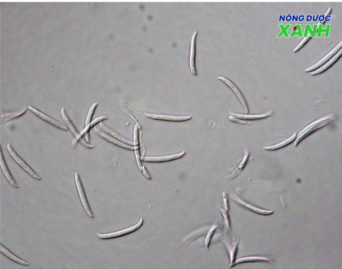 nam-fusarium.png