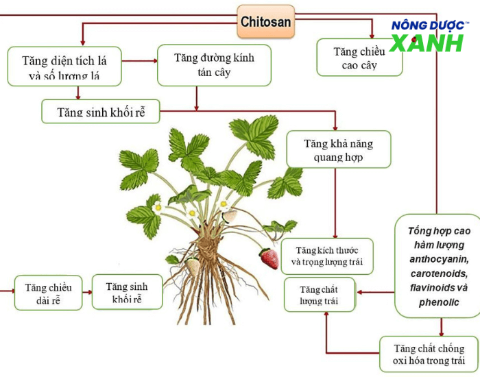 chitosan-tang-kich-thuoc-trai.png