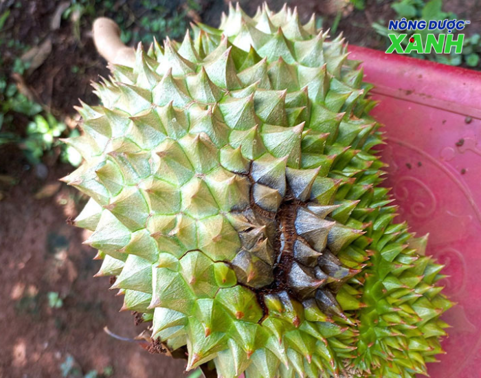 benh-thoi-trai-tren-cay-sau-rieng.png