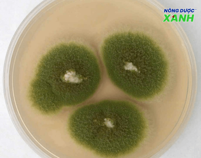 nam-doi-khang-aspergillus.png