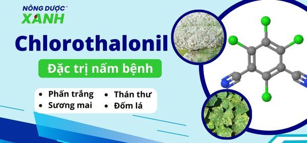 Hoạt chất Chlorothalonil – Chuyên gia phòng trị nấm bệnh