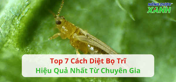 Top 7 cách diệt bọ trĩ hiệu quả nhất từ chuyên gia nông nghiệp