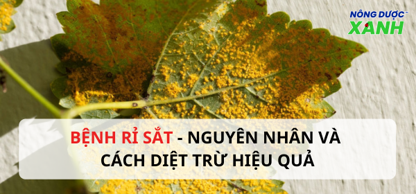 Nguyên nhân và cách diệt trừ bệnh rỉ sắt hiệu quả