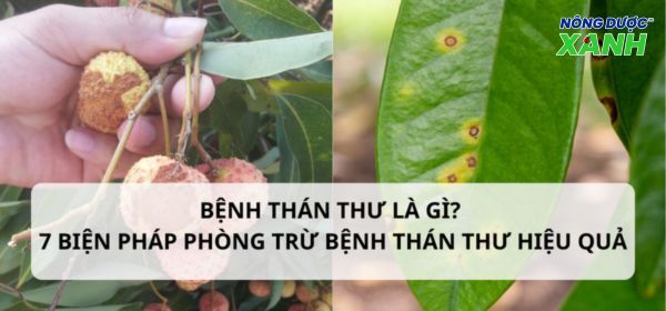 Bệnh thán thư là gì? 7 biện pháp phòng trừ bệnh thán thư hiệu quả