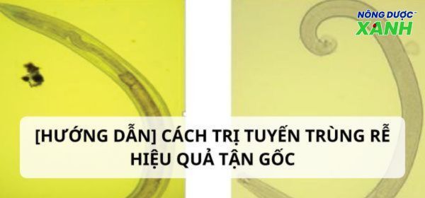 [Hướng dẫn] Cách trị tuyến trùng rễ hiệu quả tận gốc