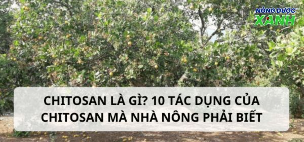 Chitosan có tác dụng gì? 10 tác dụng của Chitosan nhà nông phải biết